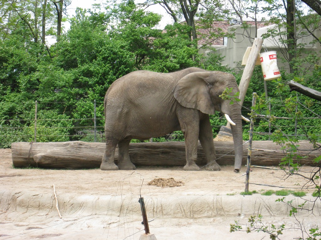 Dart Frog Dash 08 0556.jpg - The Toledo Ohio Zoo held the 2008 Dart Frog Dash 5K race on May 17, 2008. The weather was great, the race went fine, and the animals were fun to see! The highlight was the nursing Polar Bear Cubs - two 330 pound "babies" tugging on mama.